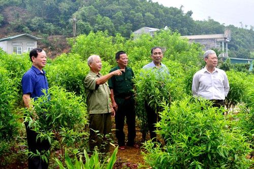 Xoa dịu nỗi đau da cam