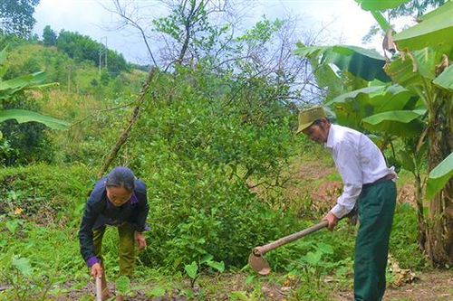 Mang rừng về gần bản