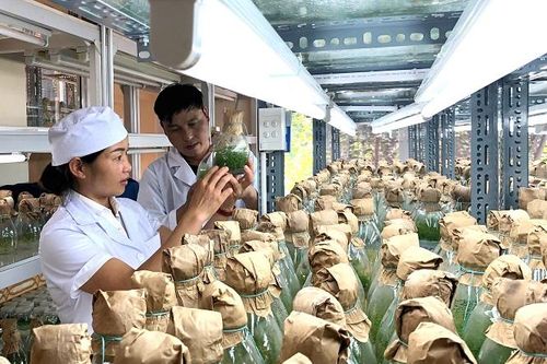 Kỳ vọng 'đại cách mạng' về lâm nghiệp
