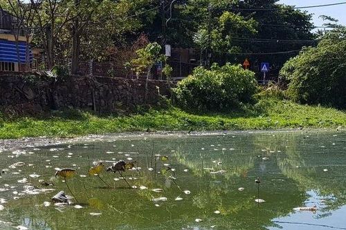 Cá chết trắng hồ Xã Tắc, mùi hôi thối tấn công khu dân cư