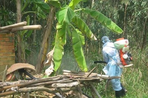 Tăng cường các biện pháp phòng, chống dịch bệnh trên gia súc và gia cầm