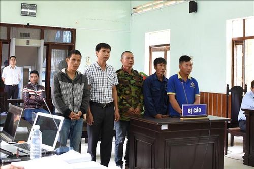 Giữ nguyên bản án với 5 bị cáo vụ cưa trộm gỗ trắc khô