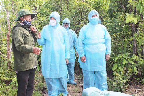 Tập trung ngăn chặn dịch tả heo châu Phi trên địa bàn Gia Lai