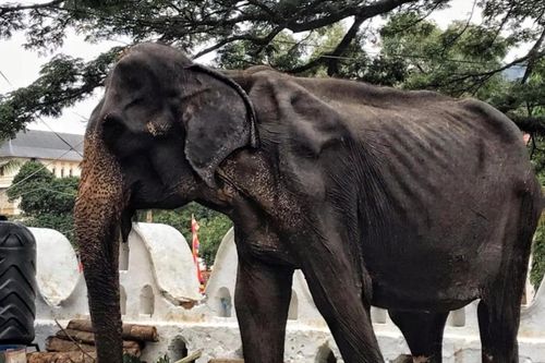 Ảnh sốc để lộ voi gầy trơ xương dưới lớp trang phục lễ hội
