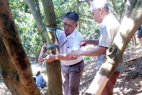 Vườn bưởi của nông dân xã Thắng Quân bị phá hoại