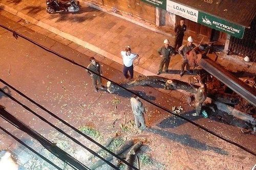 Cây sưa đỏ phố cổ biến mất giữa đêm: Lãnh đạo công ty cây xanh trần tình