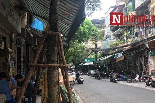 'Giải mã' thông tin cây sưa cổ ở Hà Nội bỗng 'biến mất' trong đêm
