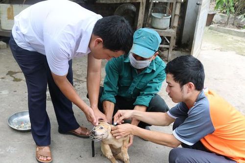 Cần quyết liệt trong phòng, chống bệnh dại