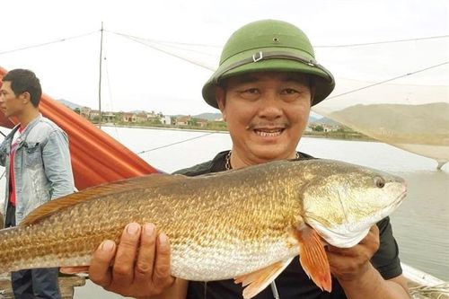 Câu được cá lạ 7kg nghi sủ vàng quý hiếm trên sông Gianh
