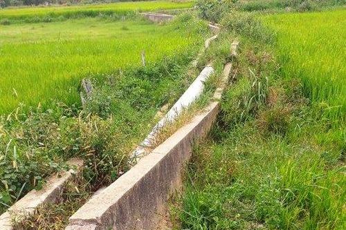 Kinh tế Nông nghiệp - Nông thôn A Lưới thiệt hại do hạn hán