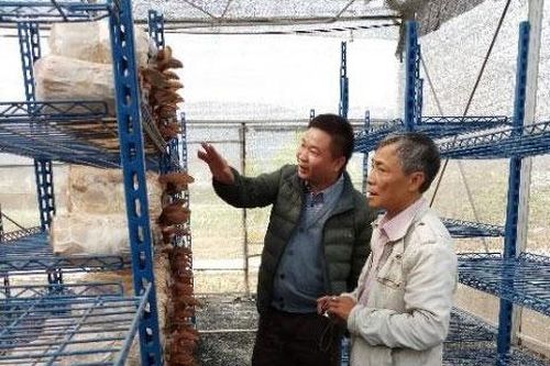 Hướng mở cho linh chi đỏ Quốc Oai