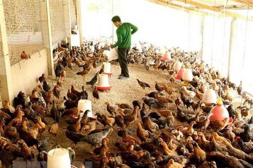 Phát triển mô hình kinh tế trang trại trên cát