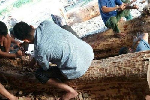 Mời đấu giá 2 cây sưa trăm tuổi ở Hà Nội, giá khởi điểm gần 150 tỷ đồng