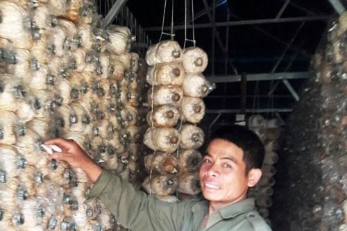Liên kết sản xuất nấm tú trân