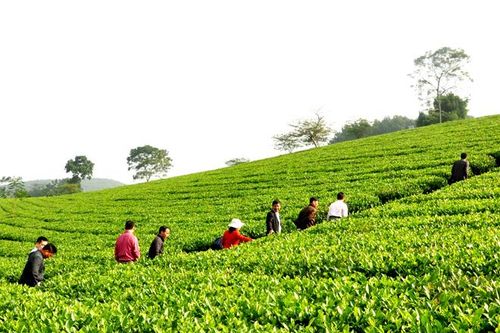 Tuân thủ quy hoạch để sản xuất nông nghiệp bền vững
