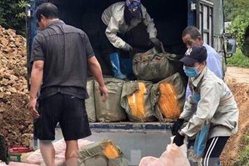 Ngăn gần 3 tấn nầm lợn thối trên đường về Hà Nội