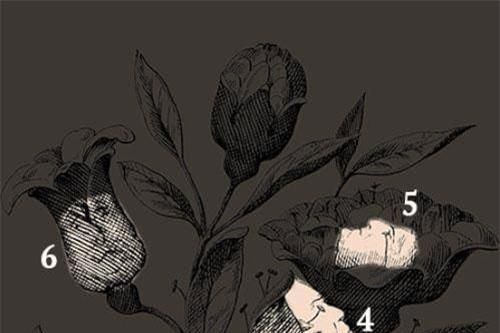 Bạn có tìm được 6 khuôn mặt ẩn trong đóa hoa hồng này?