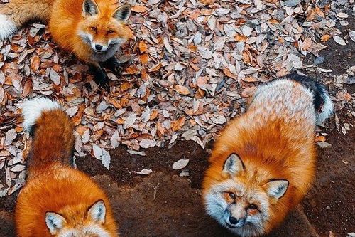 Ngôi làng có hàng trăm con cáo béo, lười ở Nhật Bản
