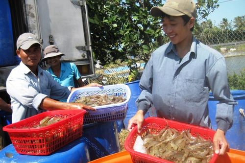 Xuất khẩu tôm nỗ lực đạt 10 tỷ USD vào năm 2025