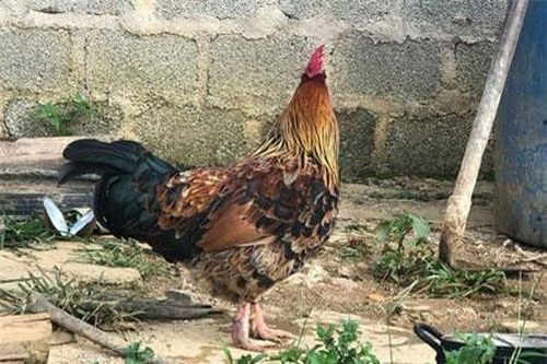 Bí ẩn lời đồn ma ám gà 9 cựa biến đổi giới tính ở Sơn La