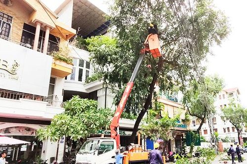 Nha Trang: Cắt tỉa cây xanh trước mùa mưa bão