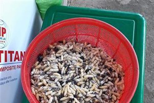 Săn ong vò vẽ