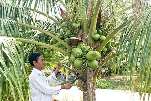 Giữ vững thương hiệu dừa Vạn Thiện