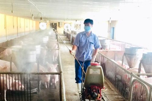 Chăn nuôi an toàn sinh học: Giải pháp để vượt qua 'bão dịch'