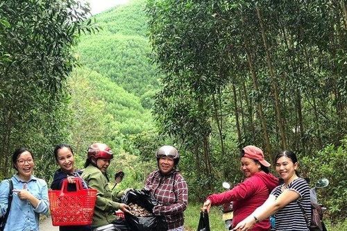 Tác dụng không ngờ của loại nấm 'lộc trời' khiến người Huế đổ xô đi hái
