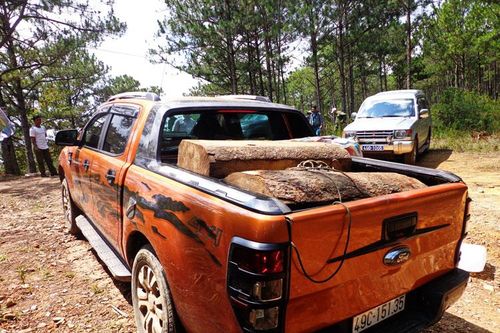 Khai thác gỗ quý hiếm bị phạt hơn 100 triệu đồng