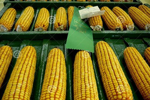 Thị trường nông sản thế giới biến động mạnh