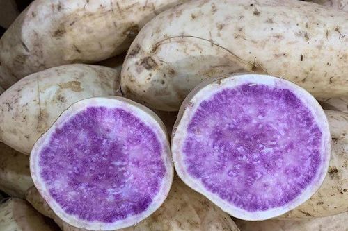 Bất ngờ củ khoai lang ruột màu tím lịm giá đắt gấp 20 lần