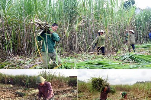 Công ty CP Mía đường Sông Con sẽ thu hoạch mía bằng cơ giới