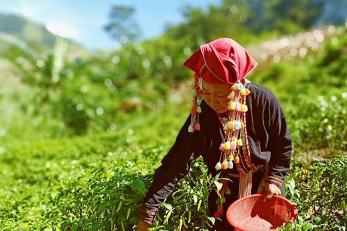 Phụ nữ Văn Bàn hỗ trợ nhau phát triển kinh tế