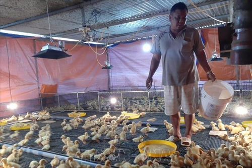 Chuyển đổi chăn nuôi trong 'bão' dịch tả lợn châu Phi