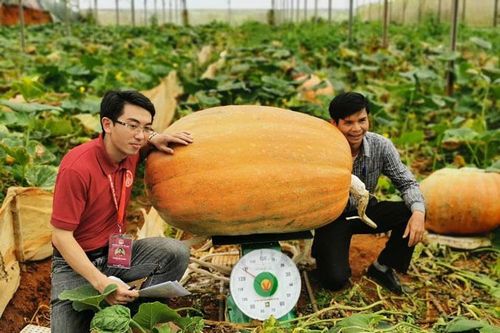 Xác lập kỷ lục quả bí ngô lớn nhất Việt Nam nặng 126,6 kg