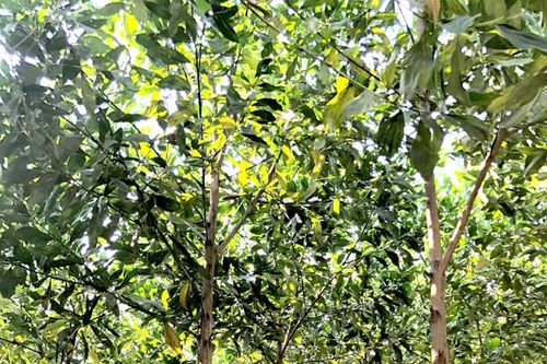 Đẩy mạnh giao rừng và đất lâm nghiệp