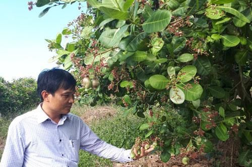 Thâm canh và phát triển sản xuất cây điều ở Cát Tiên