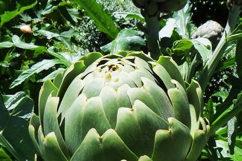 Đề xuất 25 dược liệu nuôi trồng, thu hái trong nước
