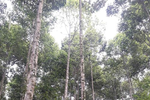 TT-Huế đẩy mạnh trồng rừng gỗ lớn phát triển kinh tế hộ gia đình