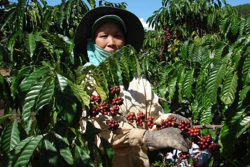 Quản lý giống tốt là yếu tố chủ chốt trong tái canh
