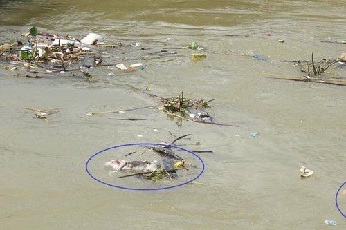 Nghệ An: Dịch tả lợn châu Phi lan khắp nơi, người dân vứt lợn chết trên sông