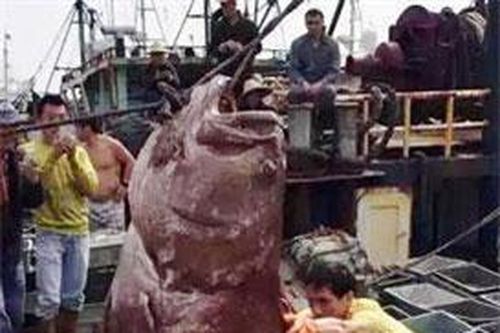 Bắt được cá mú khổng lồ nặng 175kg