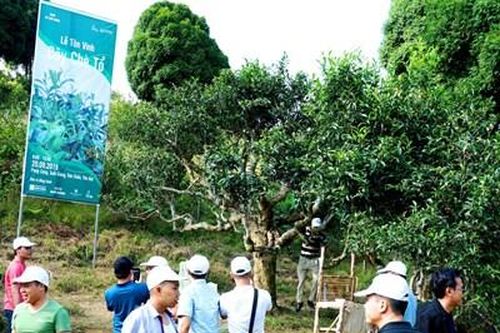 Nỗi niềm bên vườn chè cổ thụ Suối Giàng