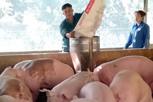 Giá lợn thịt phi mã, người chăn nuôi không nên 'găm' hàng