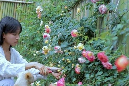 Cận cảnh căn nhà đẹp như chốn tiên cảnh của triệu phú Lý Tử Thất