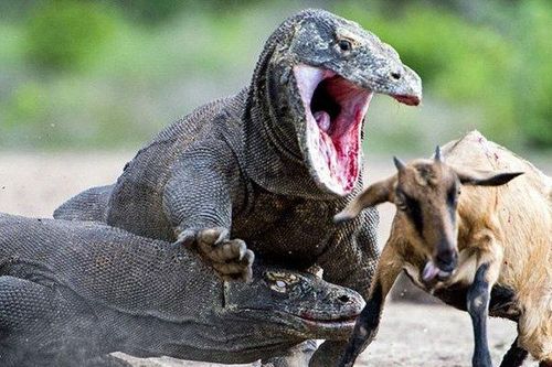 Quái vật vẻ ngoài không đổi từ thời tiền sử đáng sợ nhất trái đất