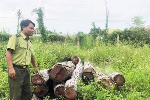 Gia Lai: Làm rõ vụ bàn giao gỗ tang vật vùng giáp ranh