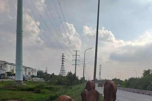 Cần xử lý tình trạng chăn thả gia súc ven đường