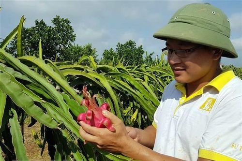 Nông sản Việt với cơ hội tiếp cận các thị trường xuất khẩu lớn